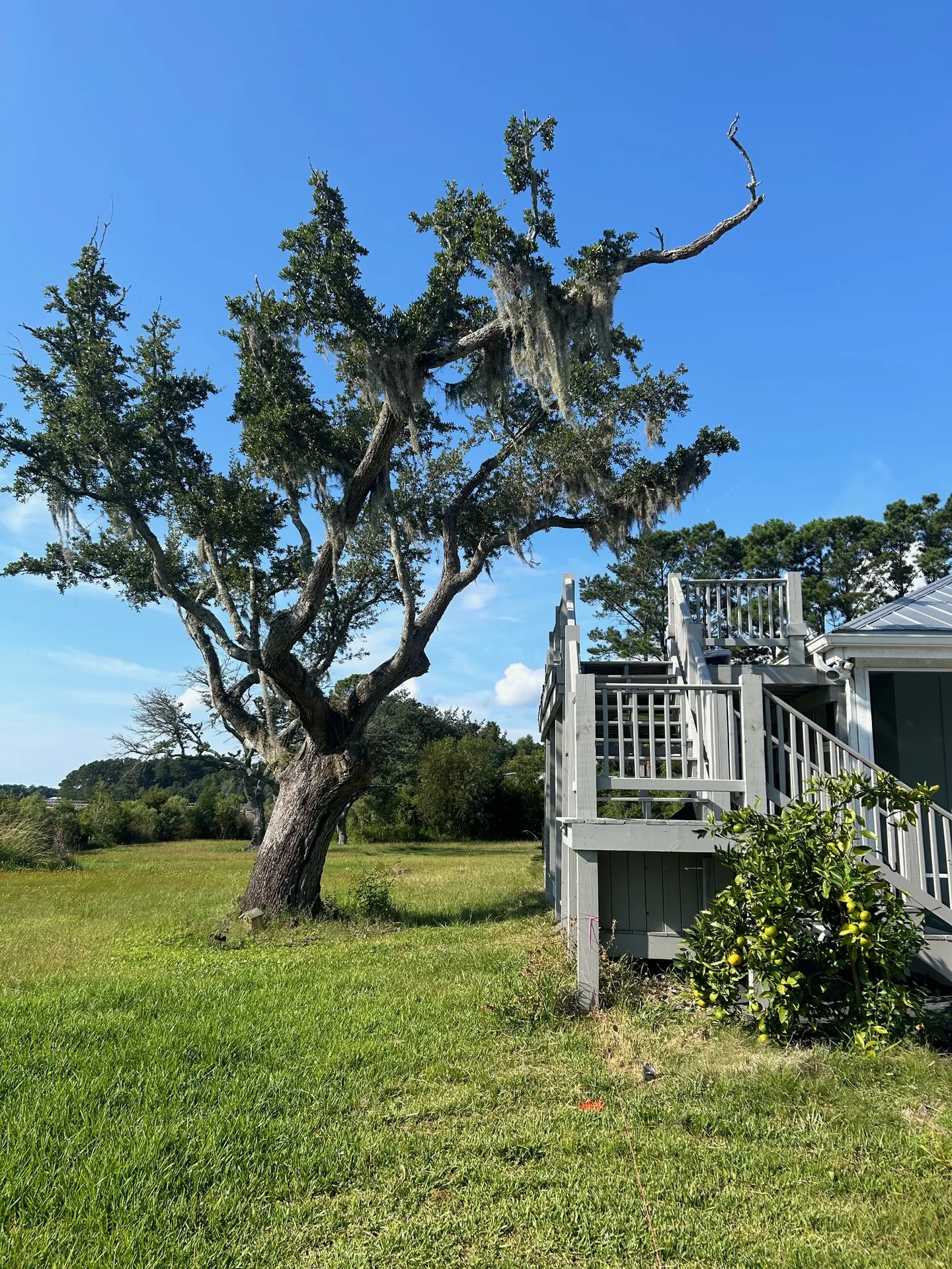 Magnificent live oak draped in Spanish moss towering over the raised gray house